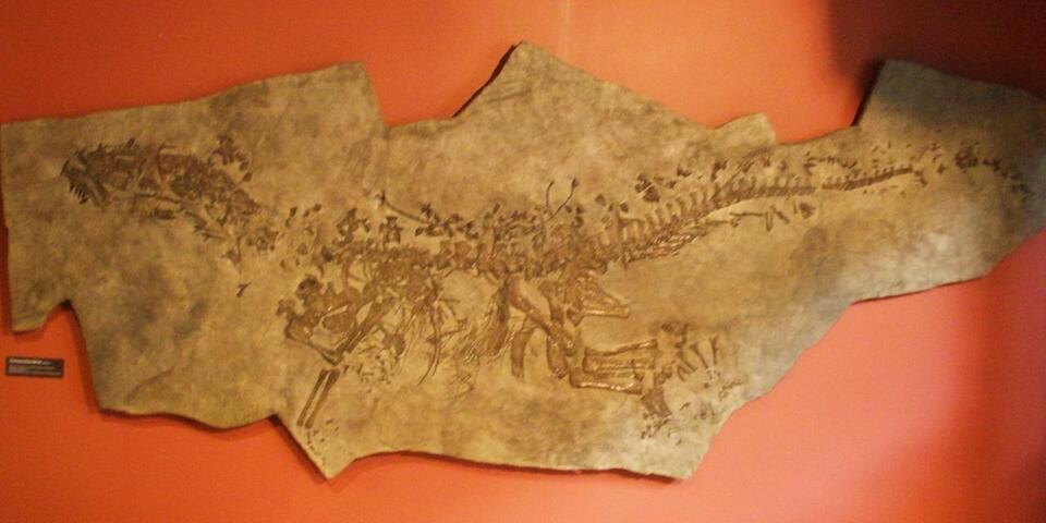 Triassic Creatures That’ll Blow Your Mind