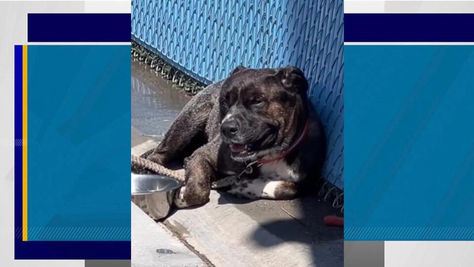 Dog Left in Vegas Heat—Caught on Camera