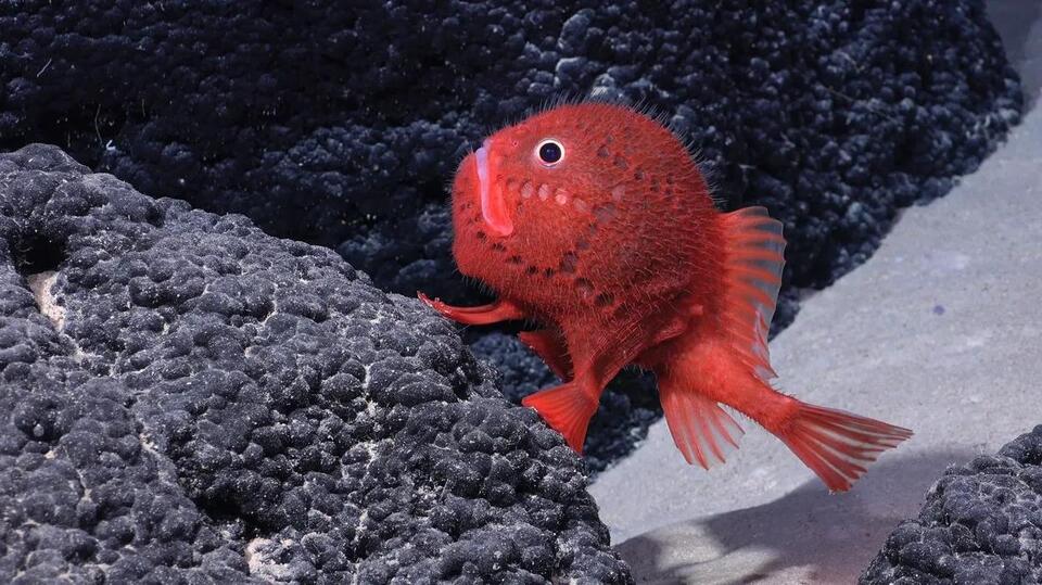 I Found New Species. I Still Felt Lost