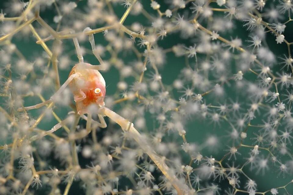I Found New Species. I Still Felt Lost