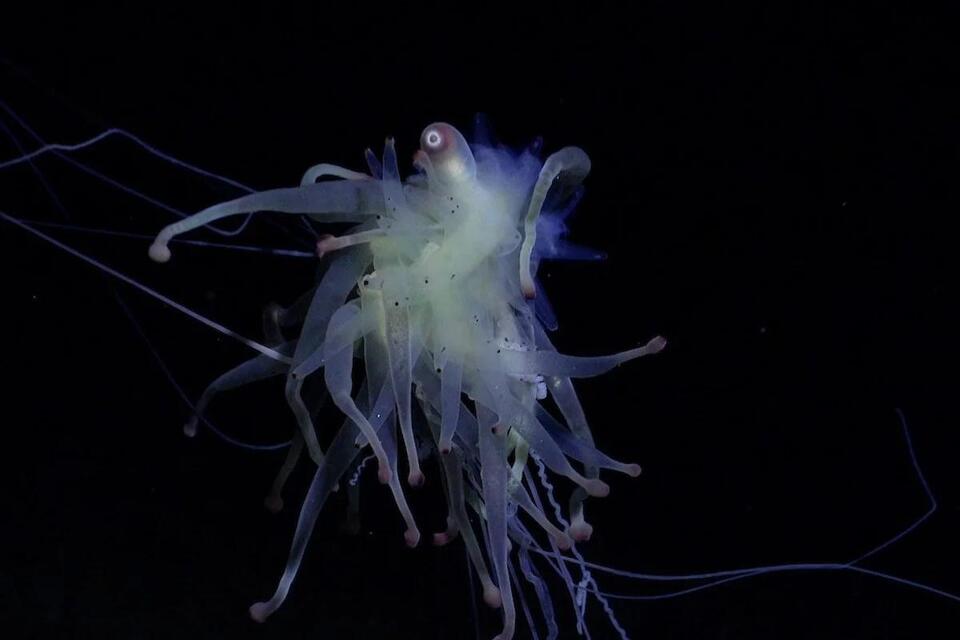 I Found New Species. I Still Felt Lost