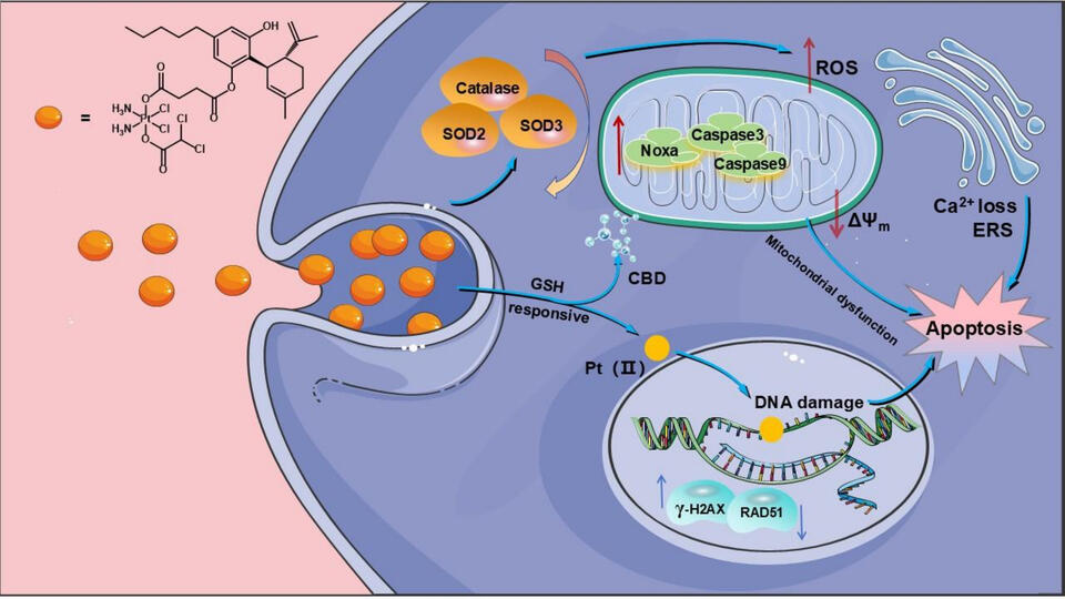 CBD + Platinum: Cancer’s New Power Duo?