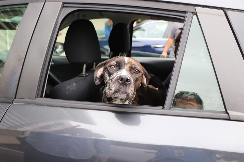 Remy’s Rescue: Teamwork Wins Big