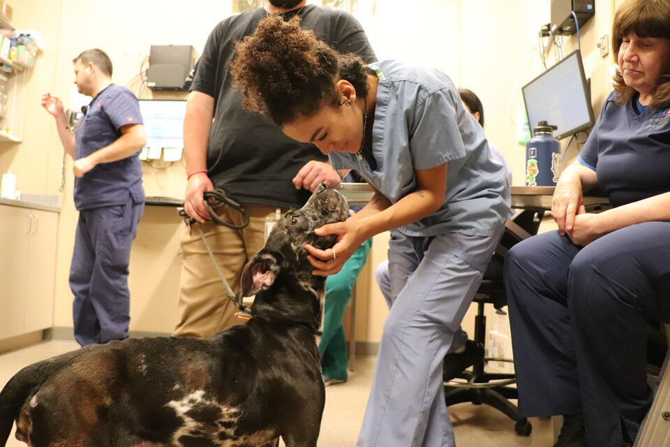 Remy’s Rescue: Teamwork Wins Big