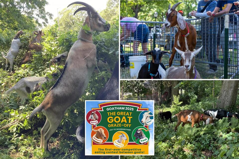 Goat Eating Contest Hits Manhattan!