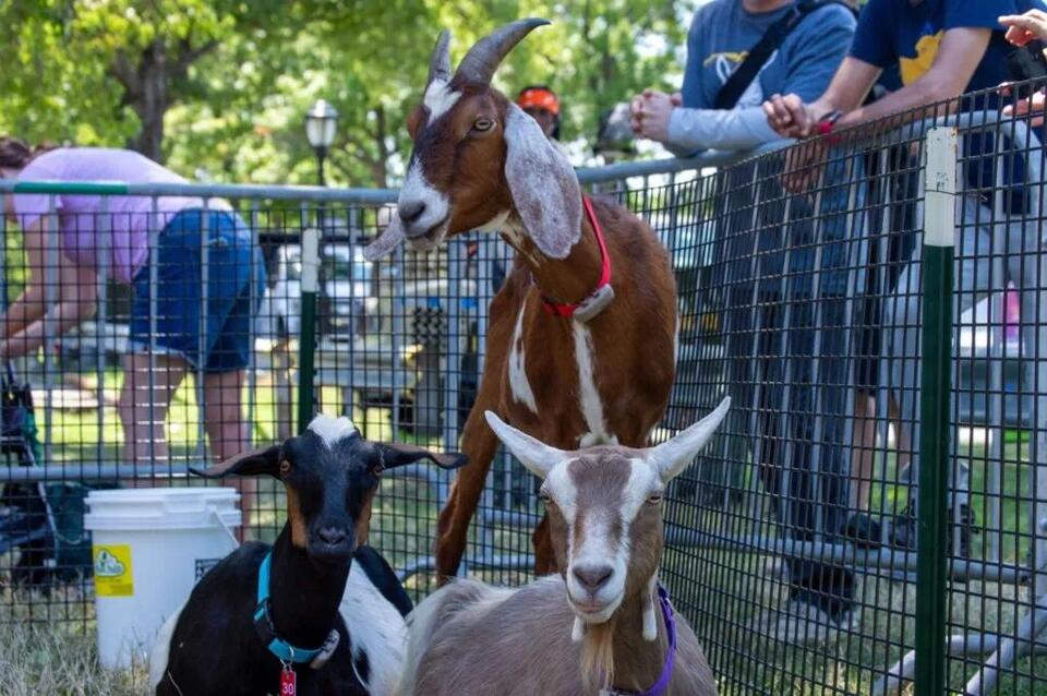 Goat Eating Contest Hits Manhattan!