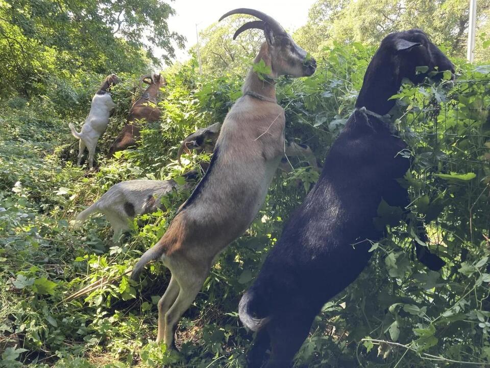 Goat Eating Contest Hits Manhattan!