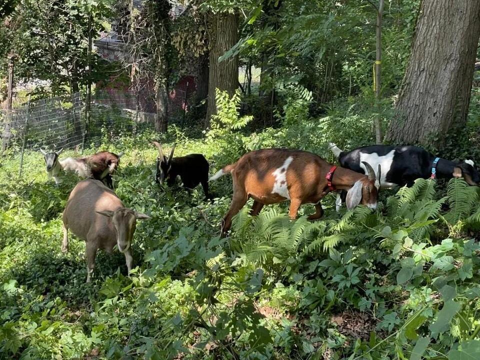 Goat Eating Contest Hits Manhattan!