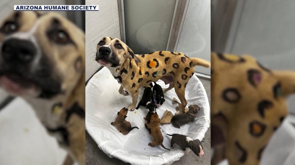 Rescued Mama Dog & 9 Pups Need Homes!