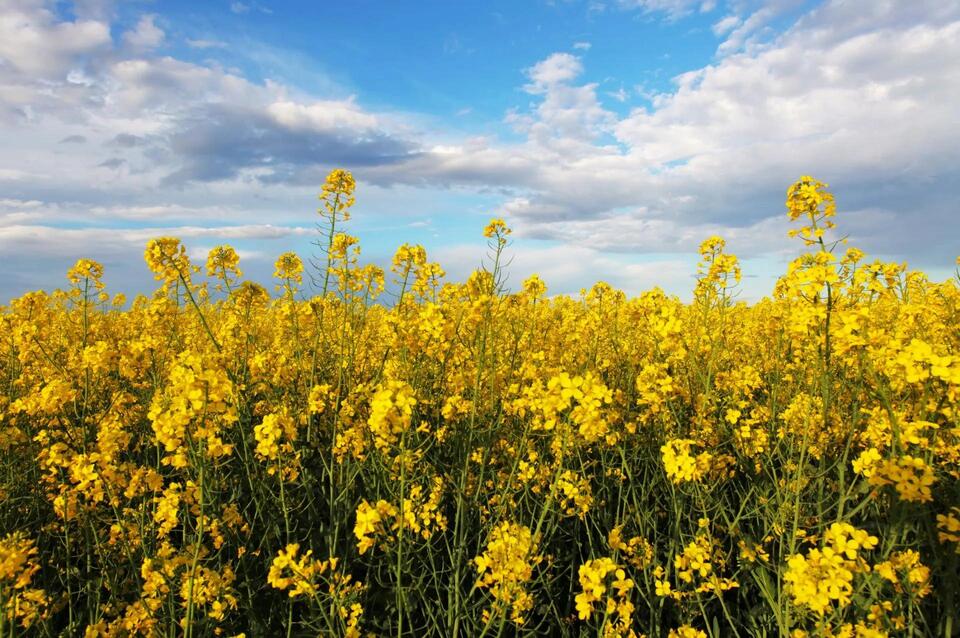 Gene-Edited Canola: Farming’s New Secret Weapon