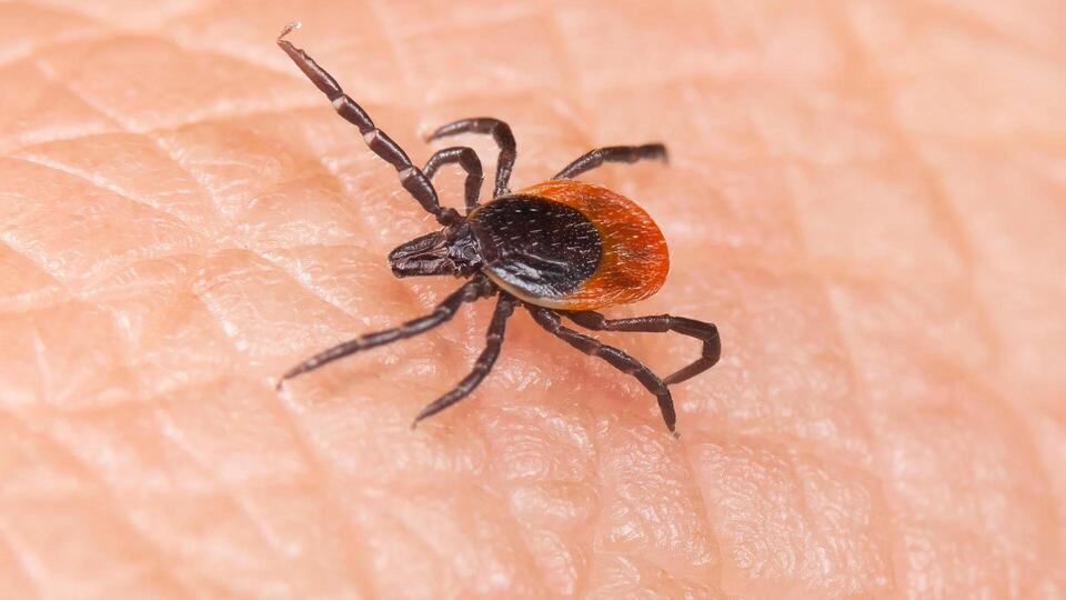 Why Everyone’s Talking About Tick Bites