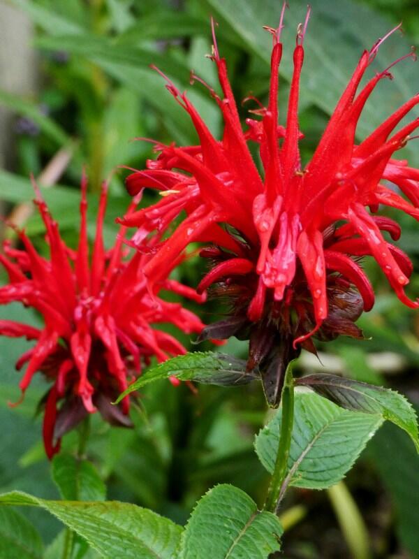 Bee Balm: The Secret Pollinator Magnet