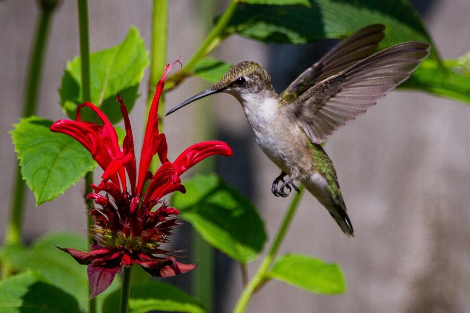 Bee Balm: The Secret Pollinator Magnet