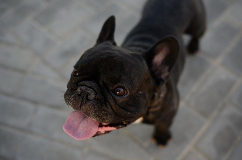 Frenchie Sits for the Weirdest Words
