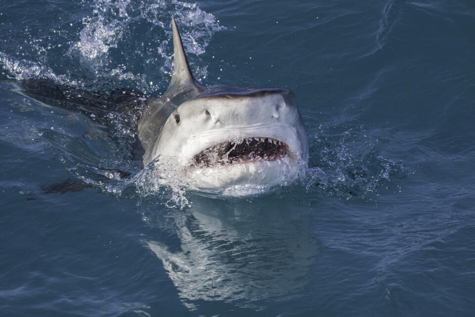 1,000-Pound Shark Reeled In—You Won’t Believe Where!