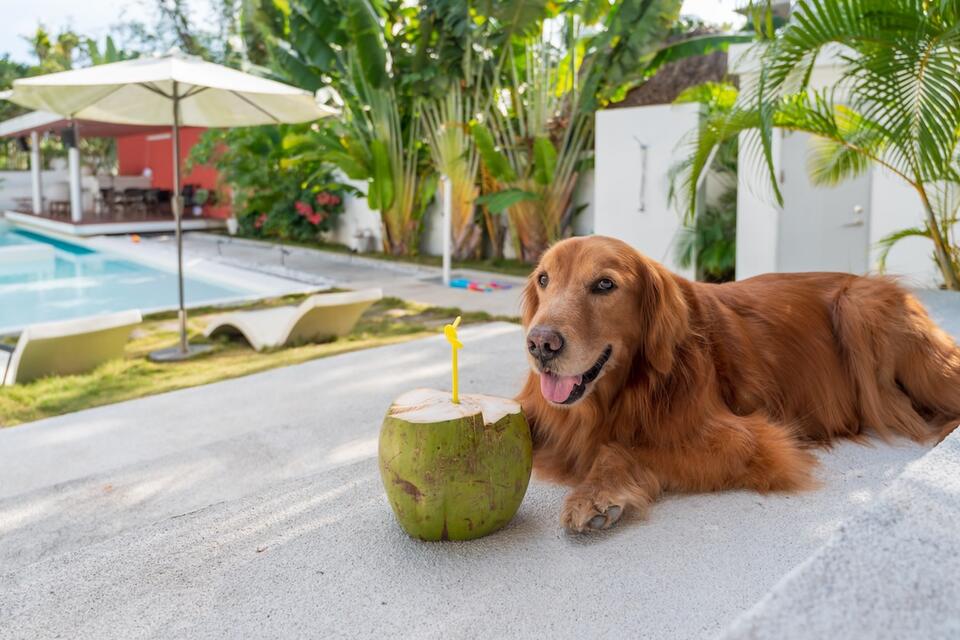 Golden Retriever Falls for Coconut Water Prank