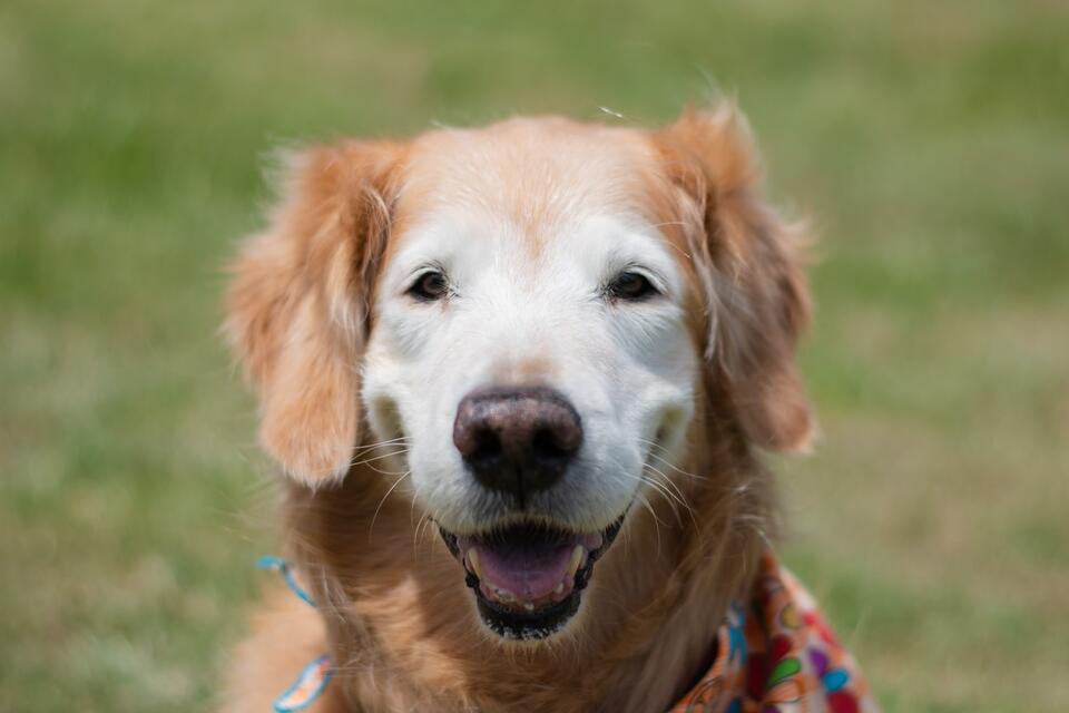 Senior Pup’s Heart-Melting ‘Firsts’
