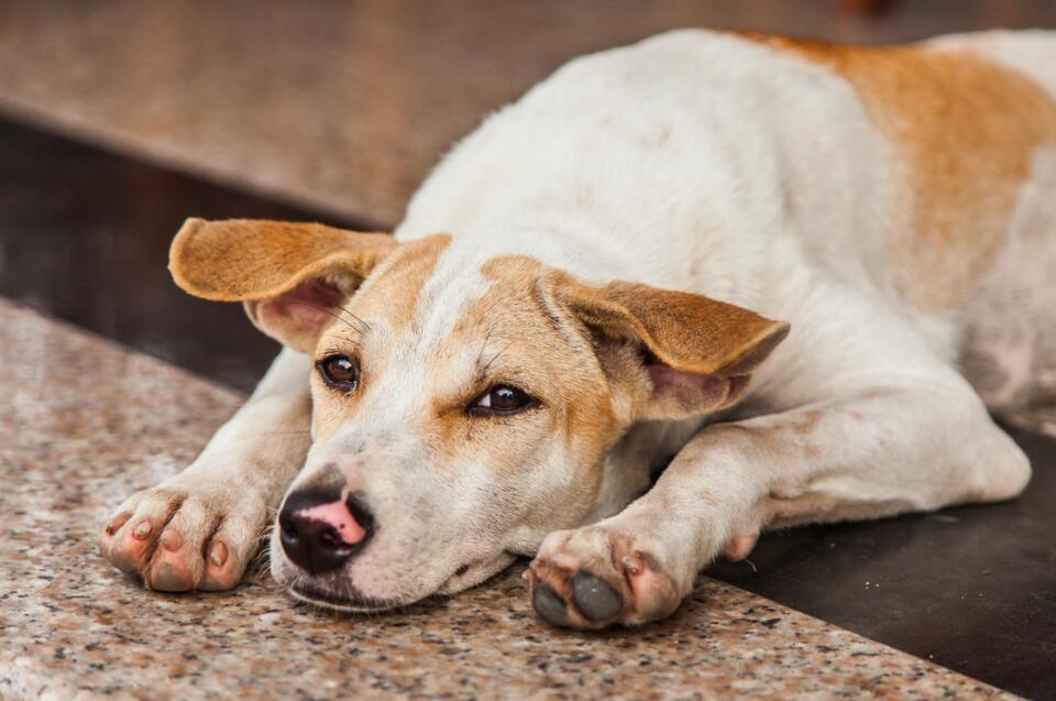 Why Your Dog Skipped Dinner Last Night