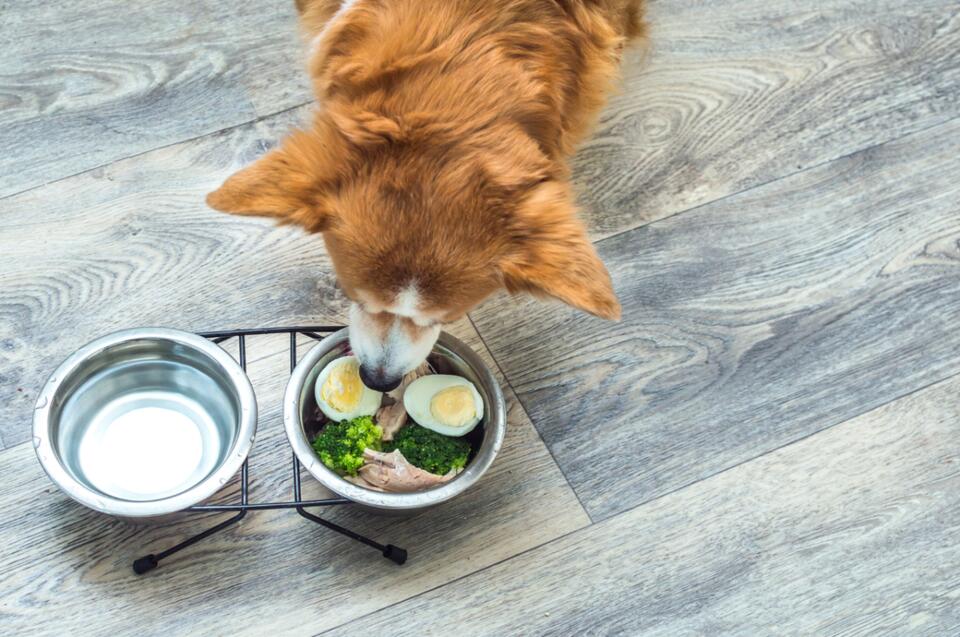 Why Your Dog Skipped Dinner Last Night