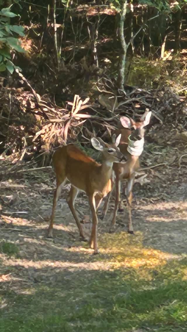 Deer Saved from Plastic Nightmare!