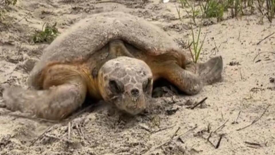 Grandma Sea Turtle Makes Epic Comeback