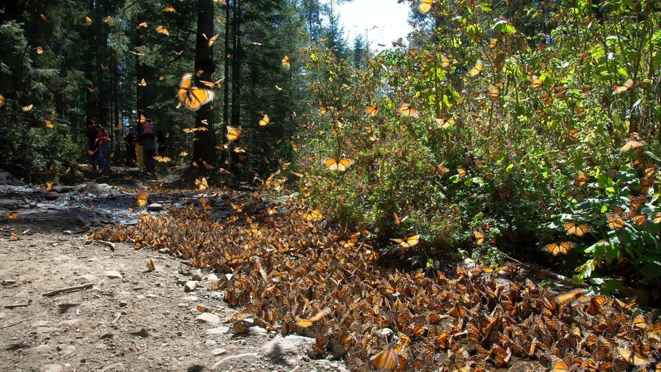 Butterflies Hit a Chilly Roadblock