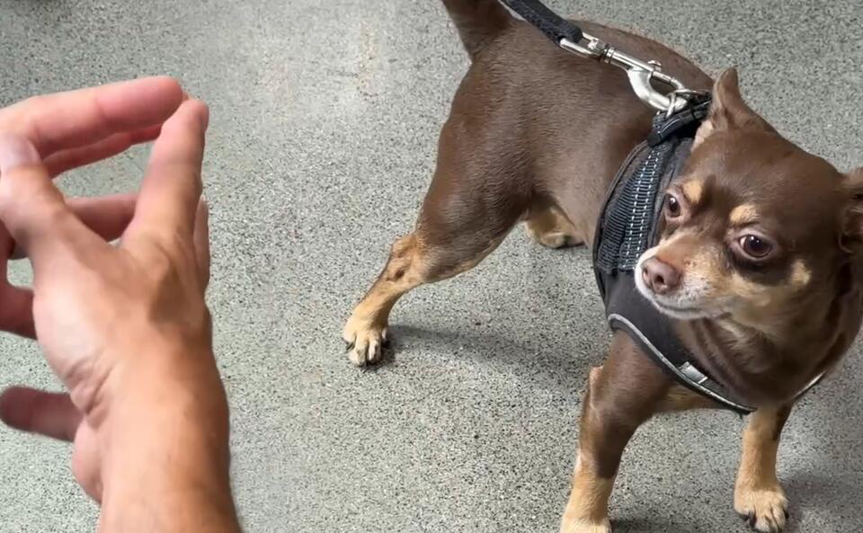 Detroit’s Pet Pantry Is Pure Neighbor Goals
