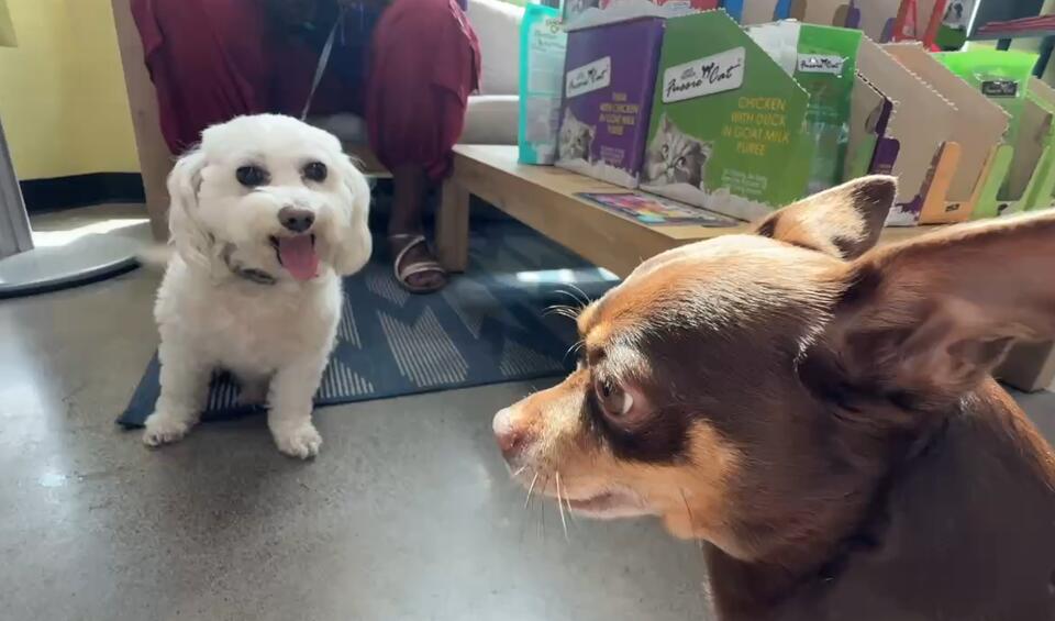 Detroit’s Pet Pantry Is Pure Neighbor Goals