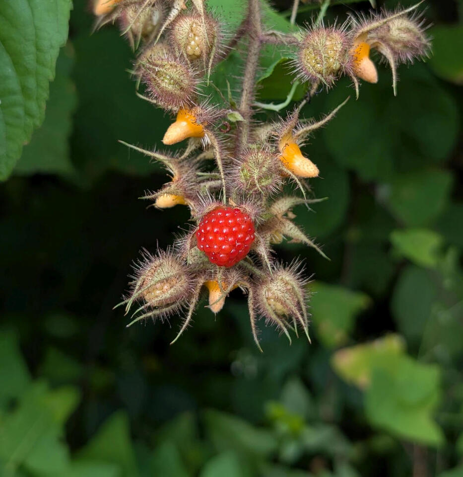 Berries, Bugs & Prickly Surprises!