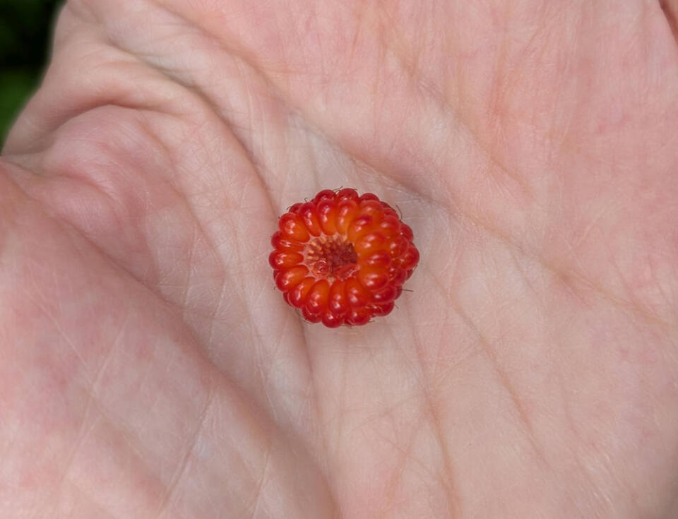 Berries, Bugs & Prickly Surprises!