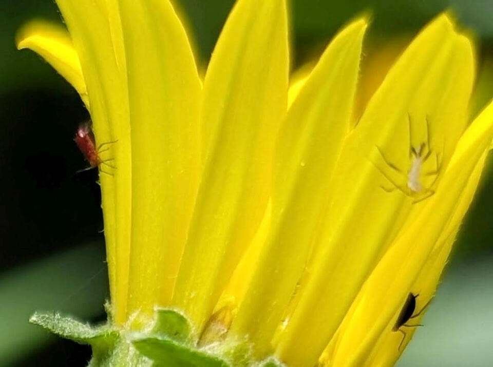 Berries, Bugs & Prickly Surprises!