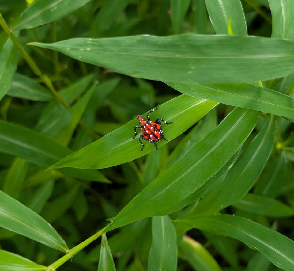 Berries, Bugs & Prickly Surprises!