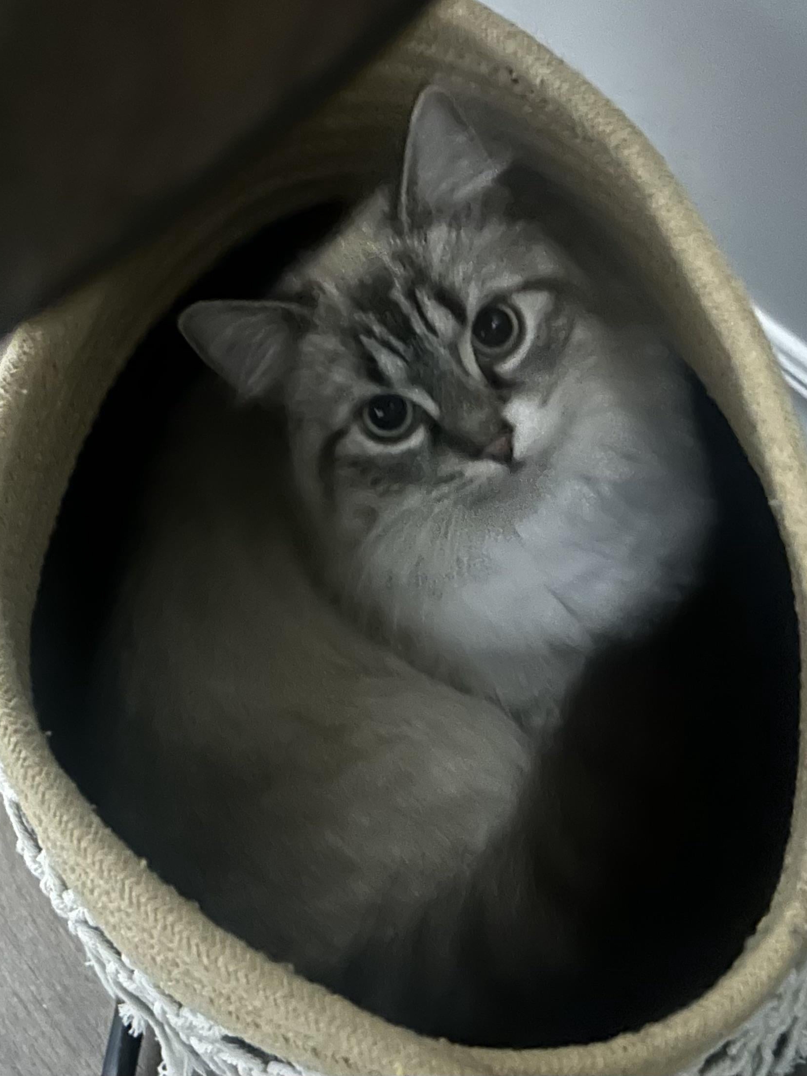 My cats are TOO cute and it's a problem