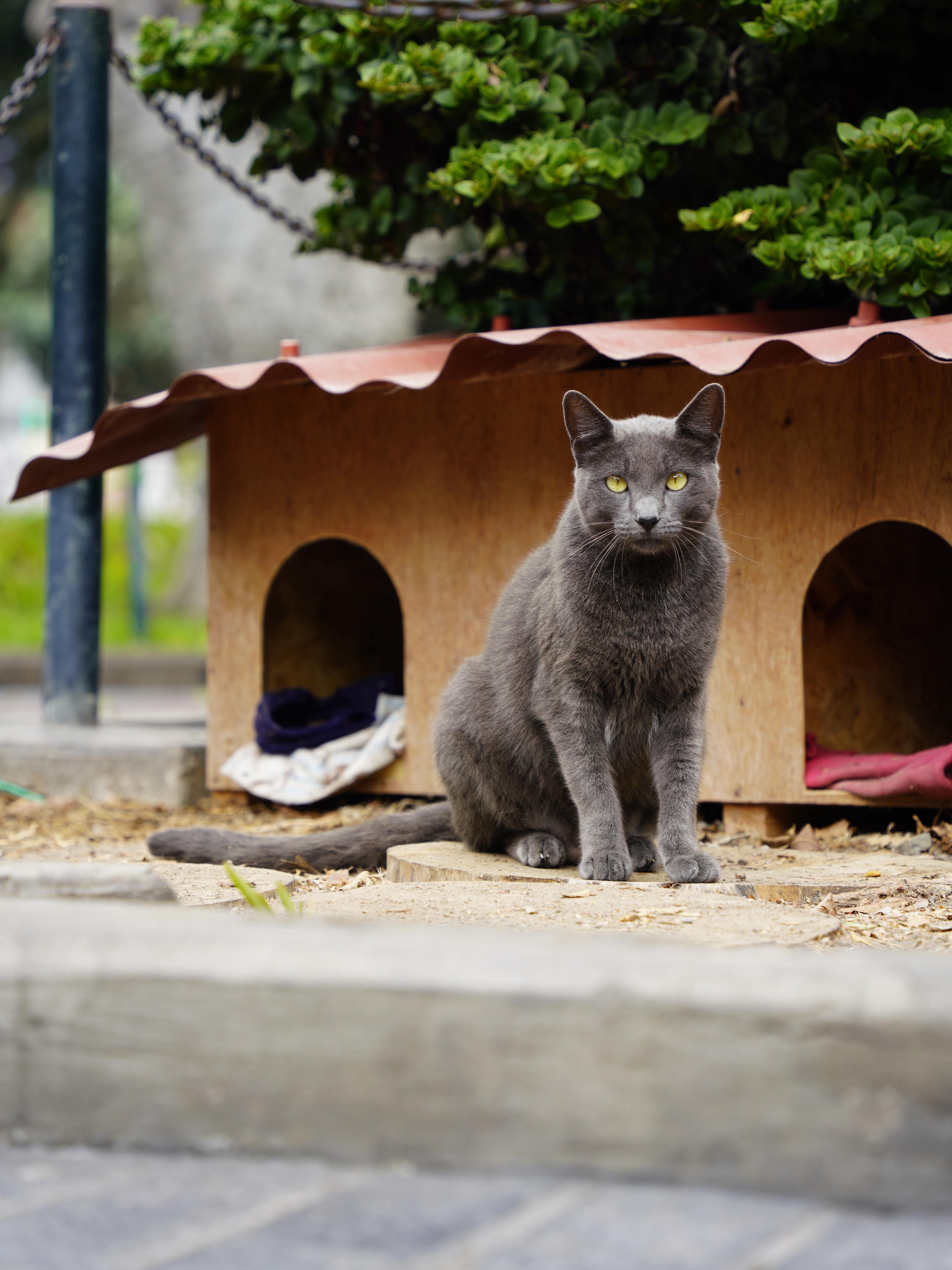 Lost in Lima: Where Cats Rule the Park