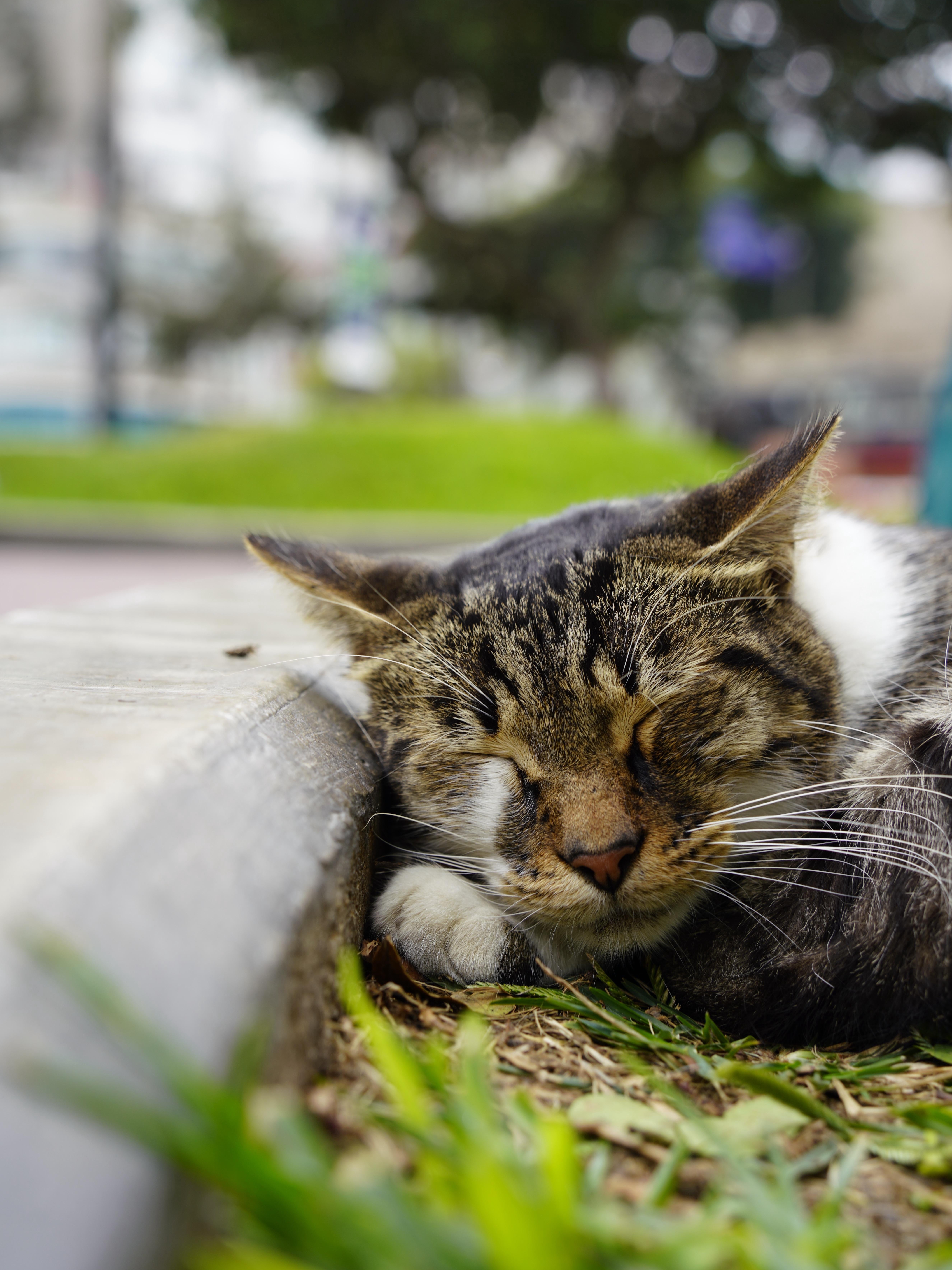 Lost in Lima: Where Cats Rule the Park