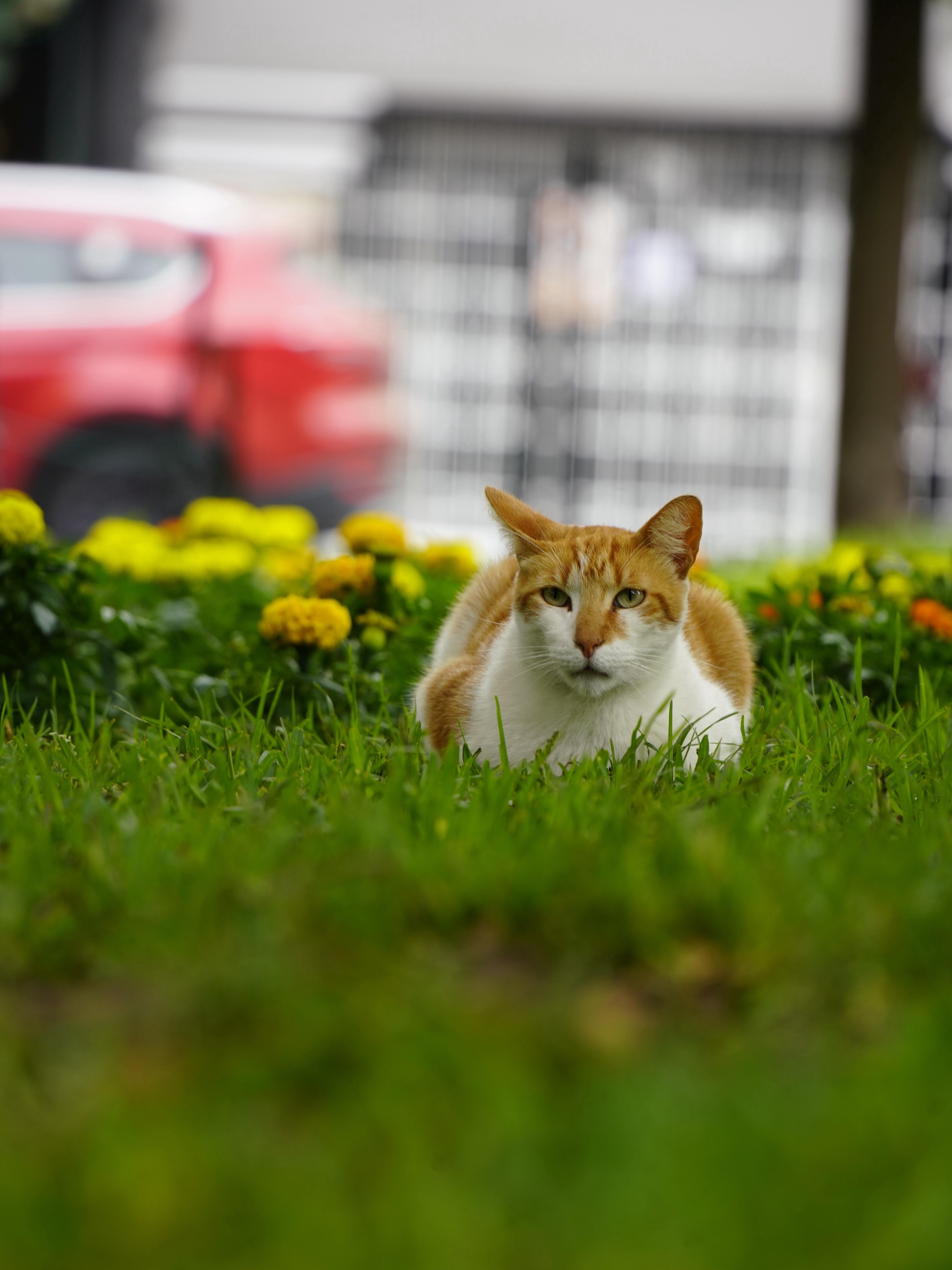 Lost in Lima: Where Cats Rule the Park