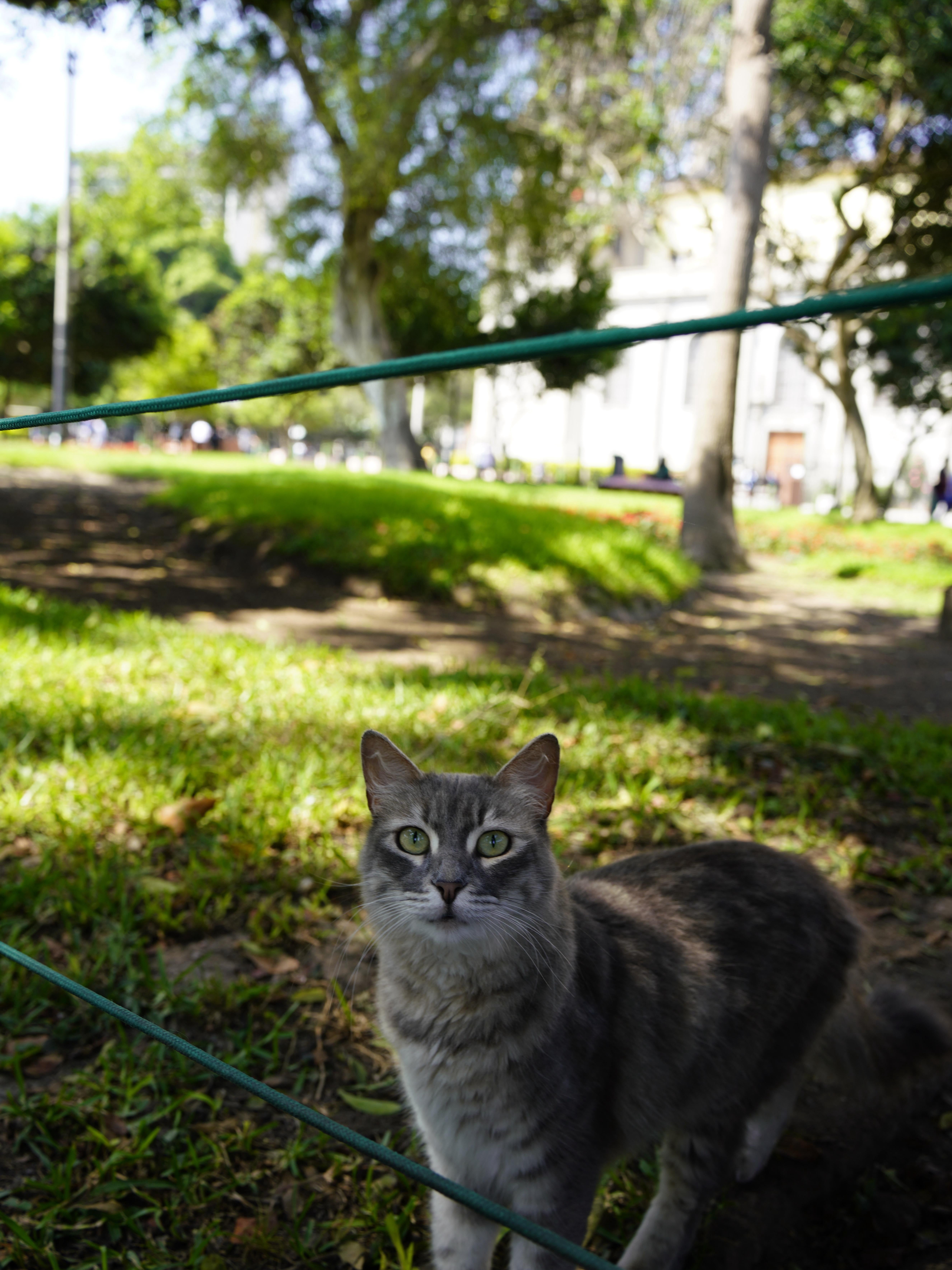 Lost in Lima: Where Cats Rule the Park