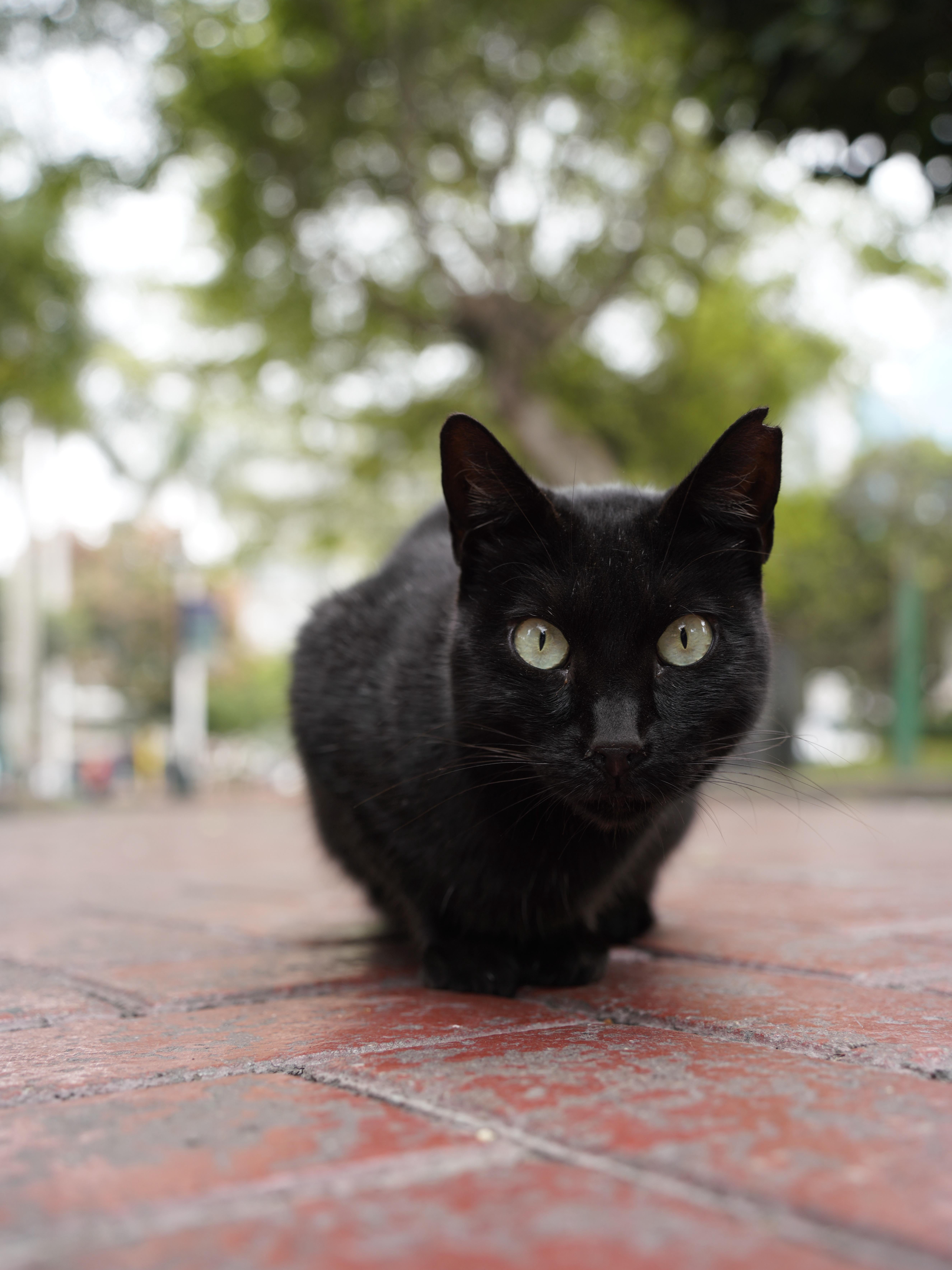 Lost in Lima: Where Cats Rule the Park