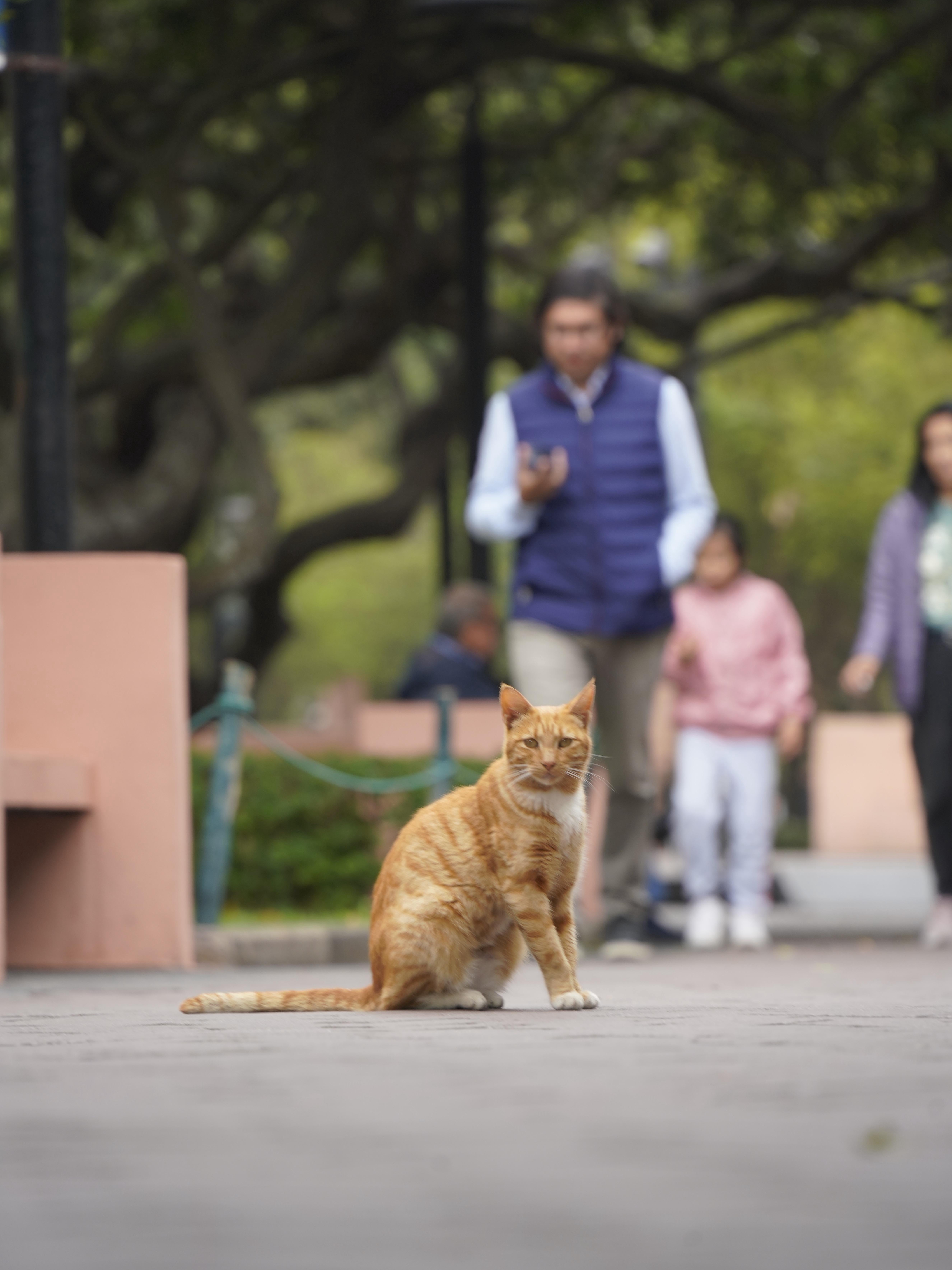 Lost in Lima: Where Cats Rule the Park