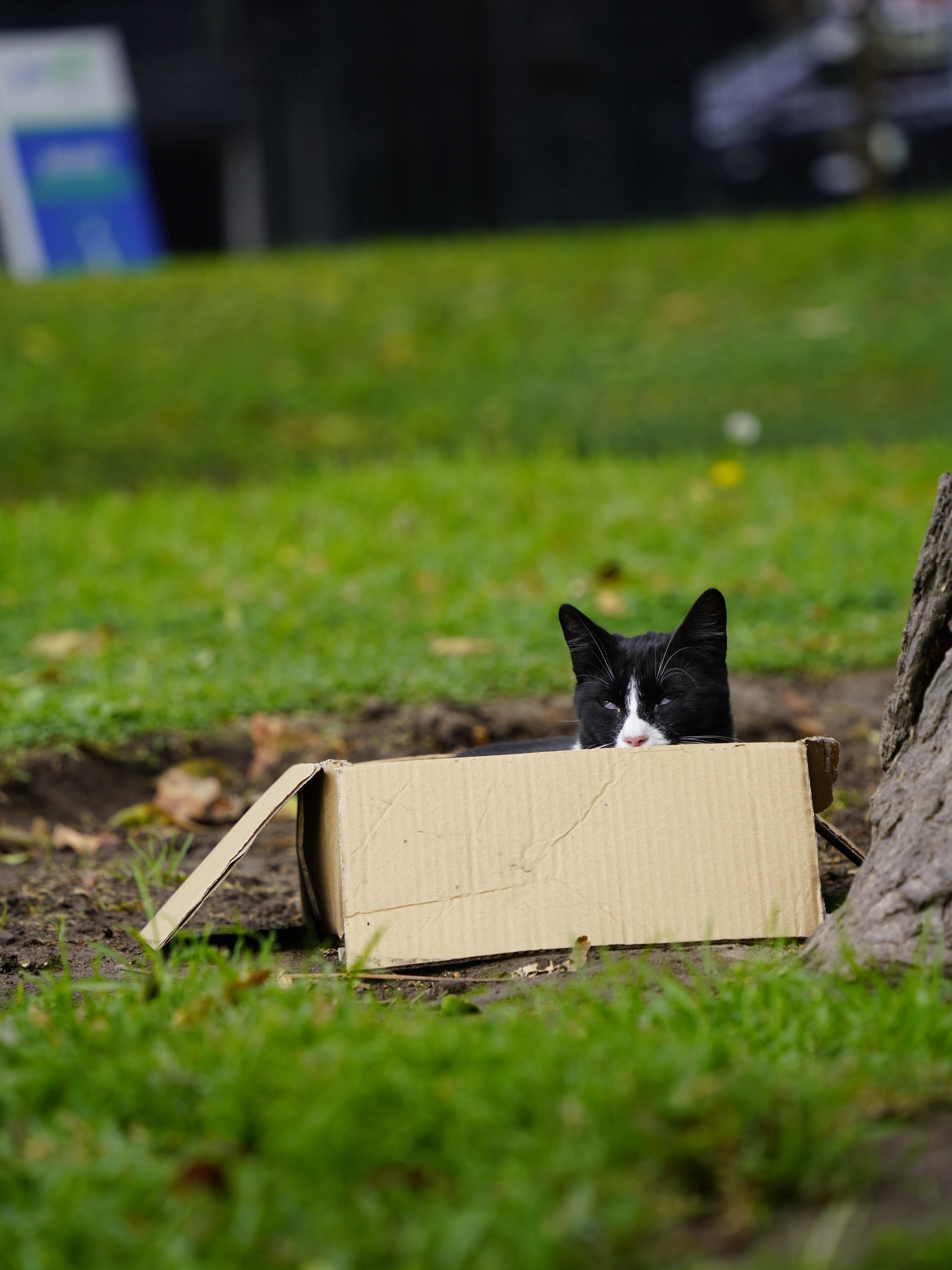 Lost in Lima: Where Cats Rule the Park