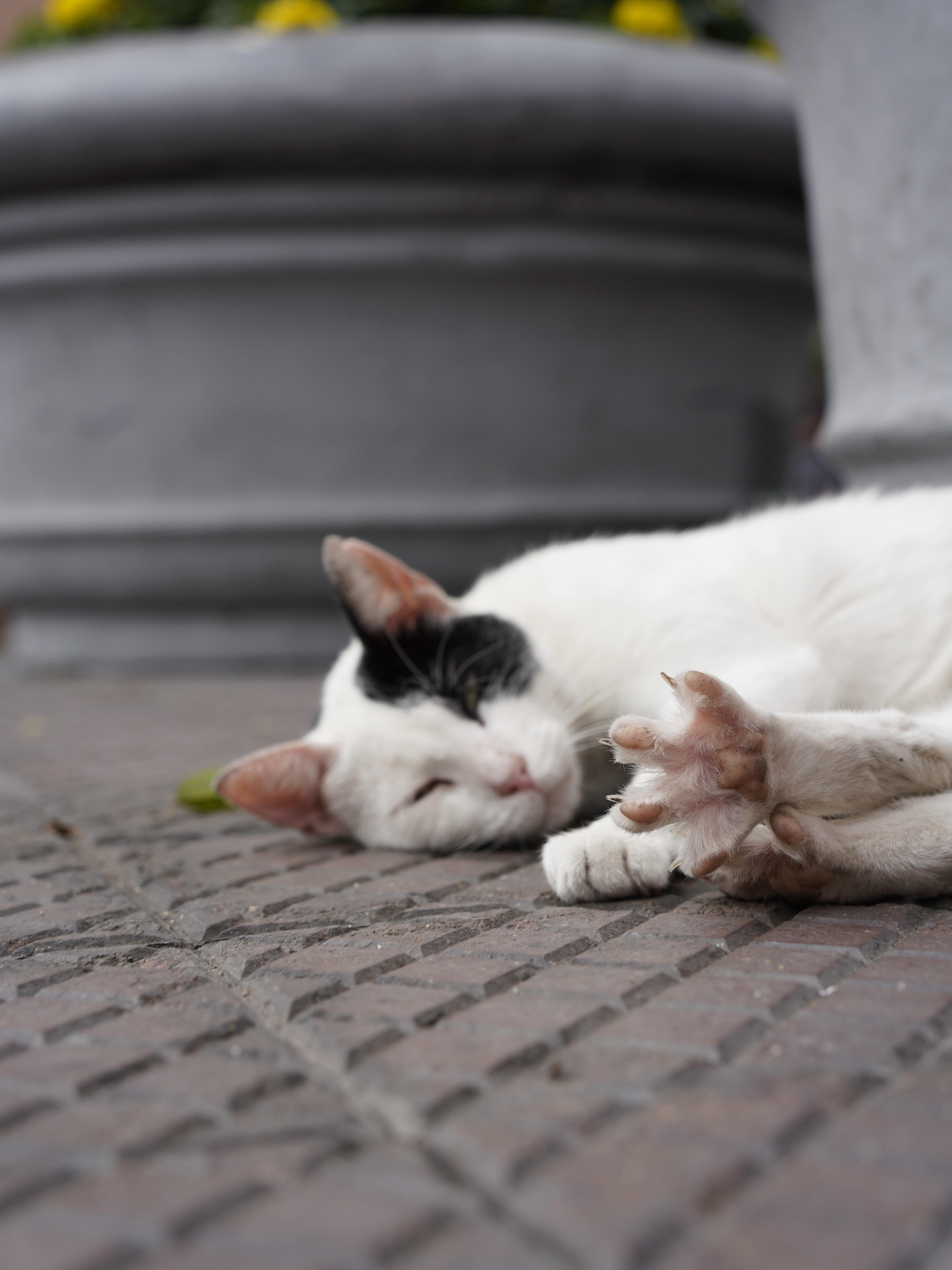 Lost in Lima: Where Cats Rule the Park