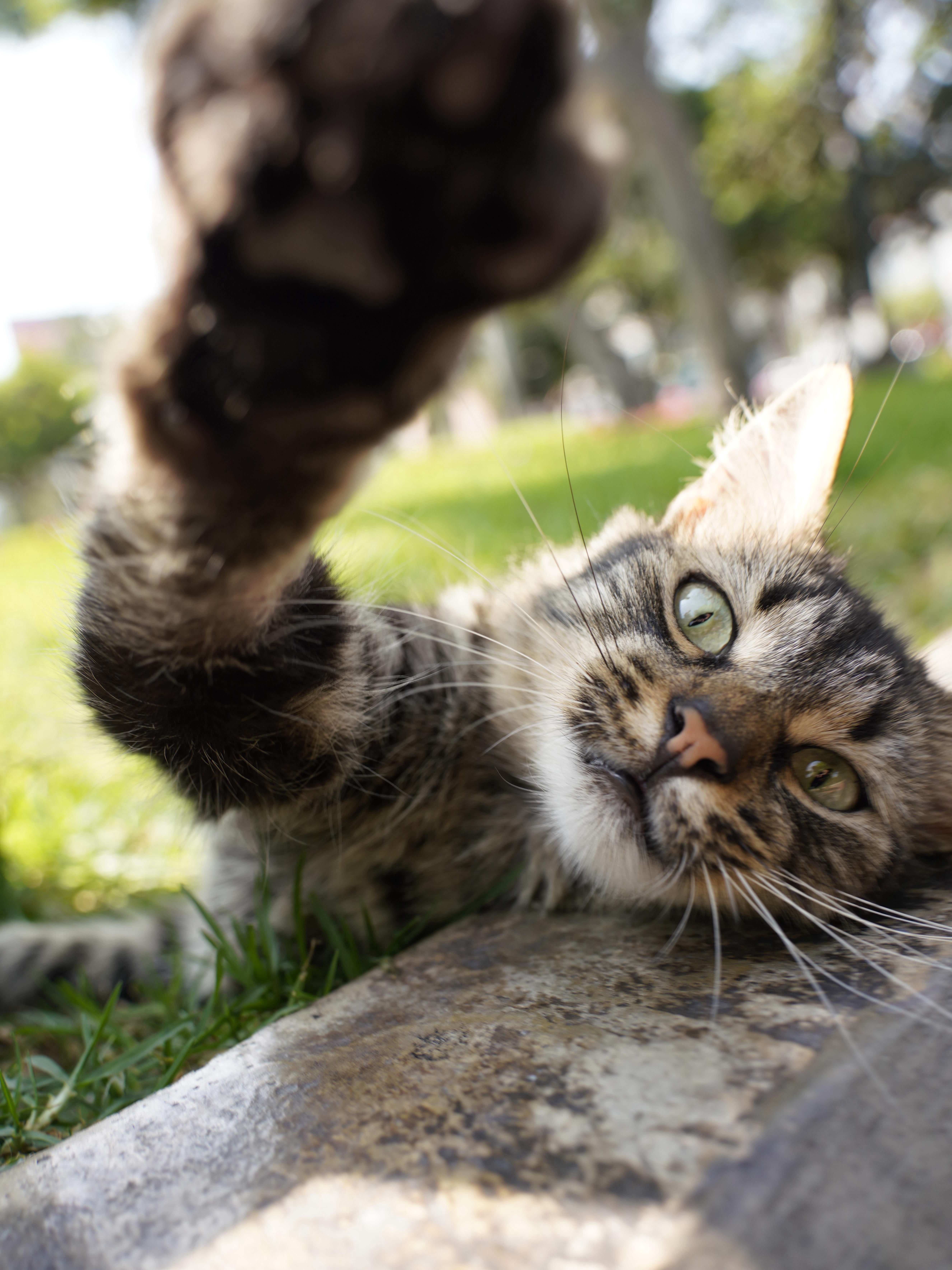 Lost in Lima: Where Cats Rule the Park