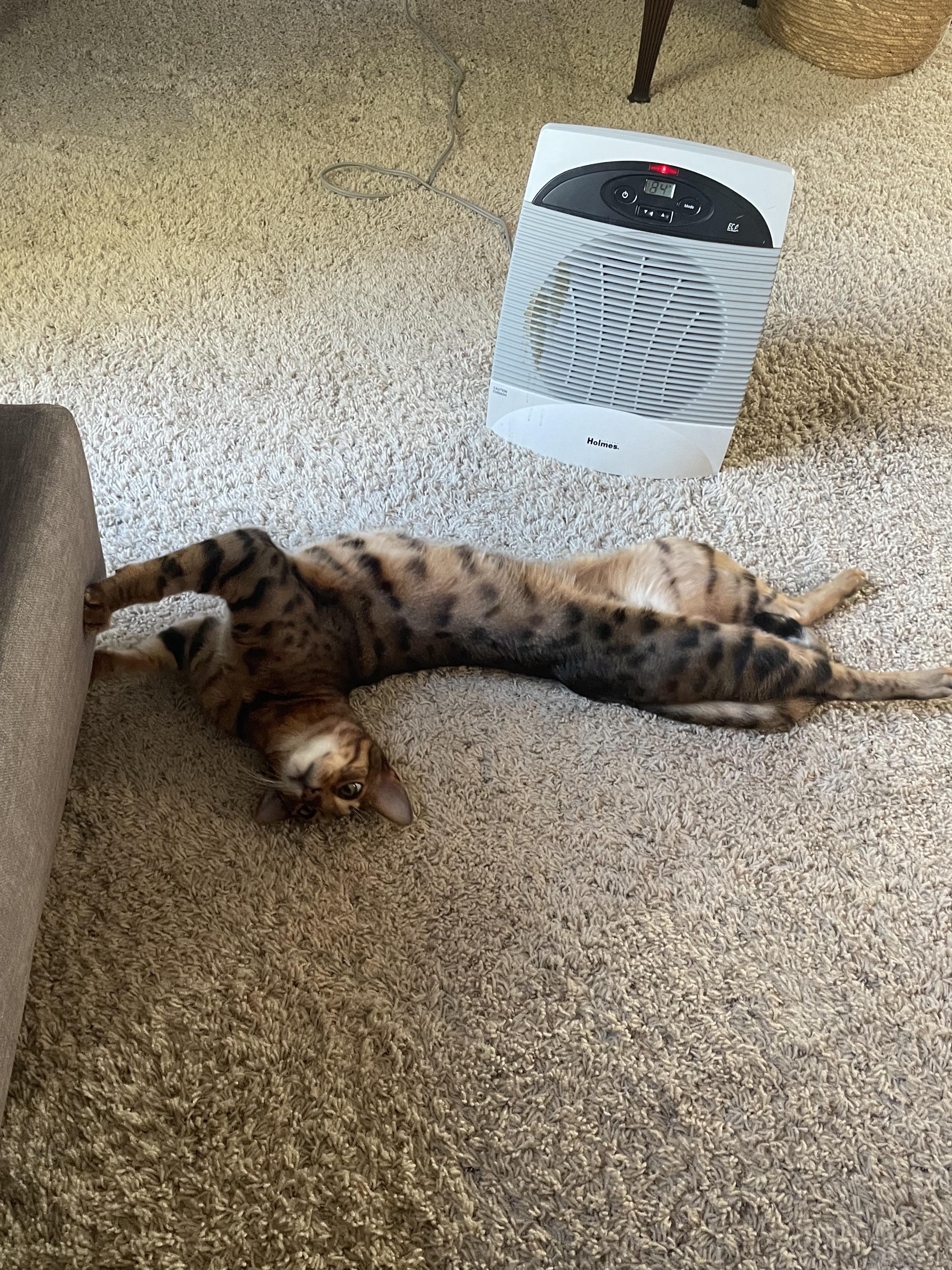 I named my cat Luna. I call her Garbage.