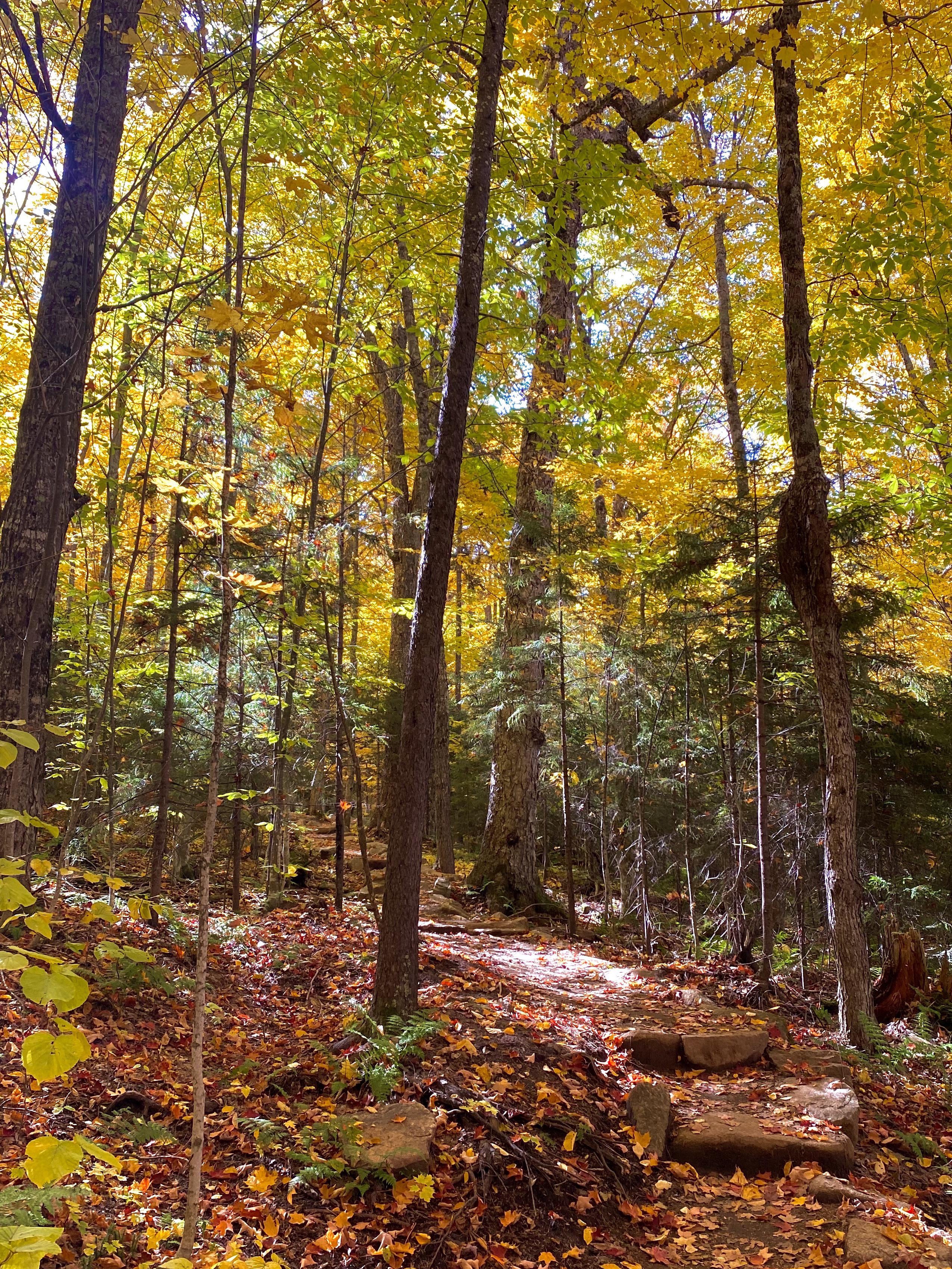 The Woods Didn't Cure My Restlessness