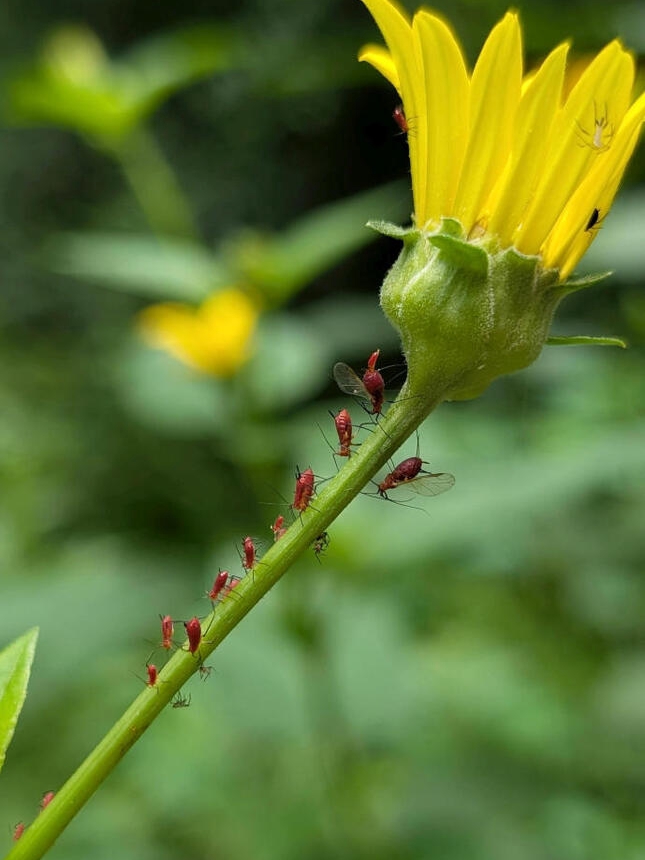 Berries, Bugs & Prickly Surprises!