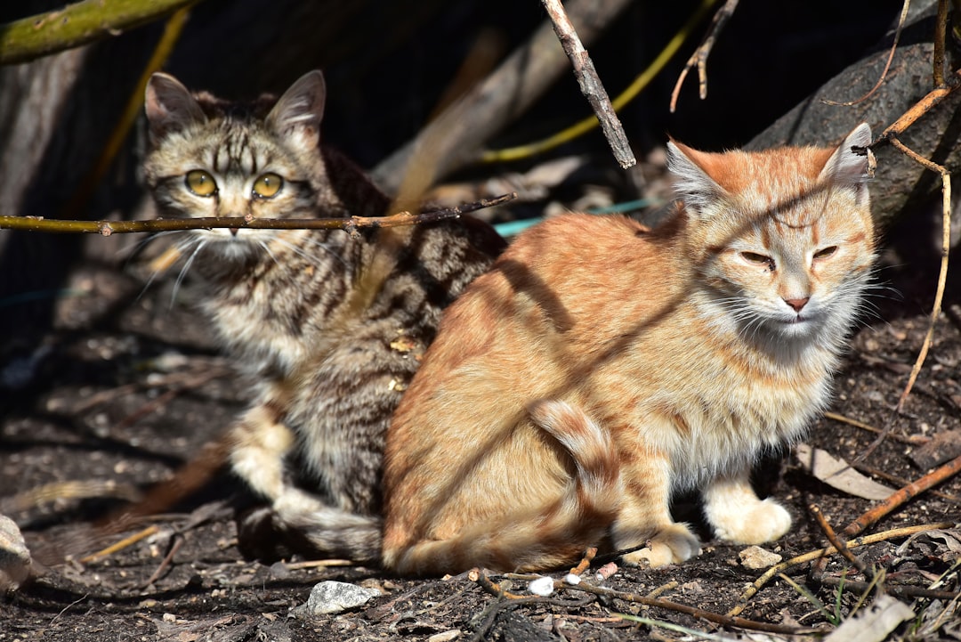 Hey stray cat, but got scolded