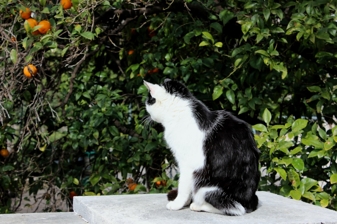 He said he regretted feeding the stray cat