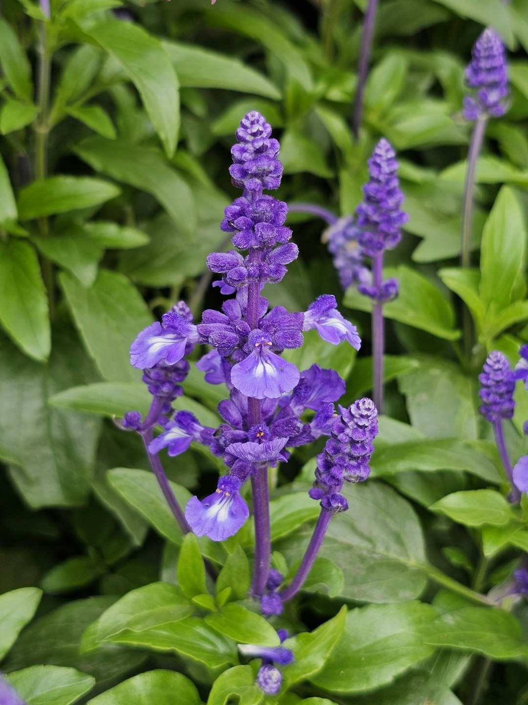 What flowers should be planted in sandy soil and arid conditions