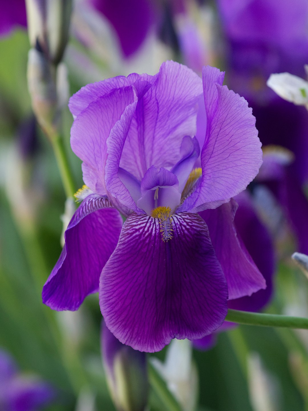What flowers should be planted in sandy soil and arid conditions