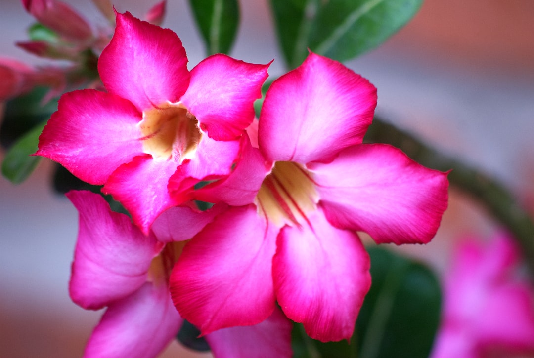 This flower can survive without watering for 30 days